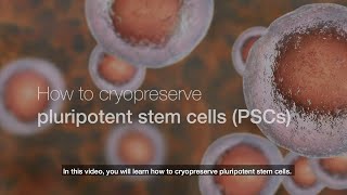 How to cryopreserve pluripotent stem cells [upl. by Gibert]