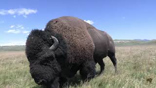 Yellowstone Bison Rut [upl. by Sukram]