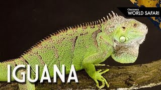 6 Insane Iguana Facts [upl. by Sibbie]