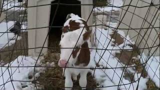 A Calfs life  where dairy calves live  hutches [upl. by Muldon]