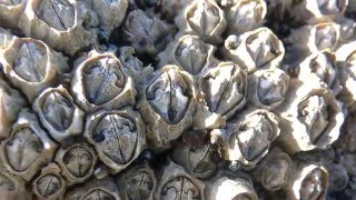 Science Today Barnacle Romance  California Academy of Sciences [upl. by Donna234]