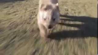 Fastest wombat in the world [upl. by Yeclek]