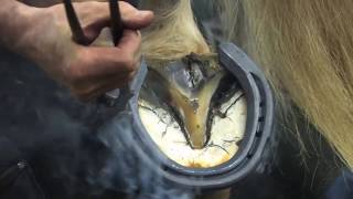 Shoeing a Draft Horse  Tips and Techniques Part 4 Rear Hoof Shoeing [upl. by Germaine]