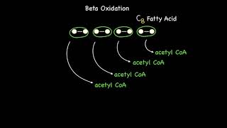 Beta Oxidation Part 1 [upl. by Hatfield]