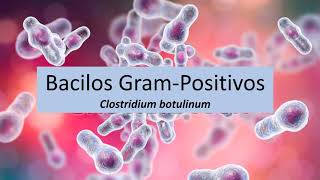 Microbiologia Médica Clostridium botulinum  Bacilos Gram Positivos [upl. by Alyhc861]