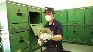 Alla scoperta delle specialità dellArma i carabinieri forestali [upl. by Fiore596]